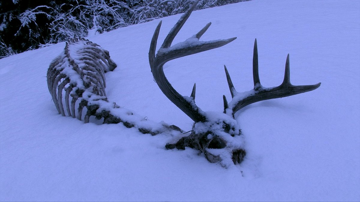 Nature365tv's tweet photo. February 18, 2020 https://t.co/oyCqgdjiMe - #Deaddeer #Northwoods #Winter https://t.co/lOvjm7FSWa