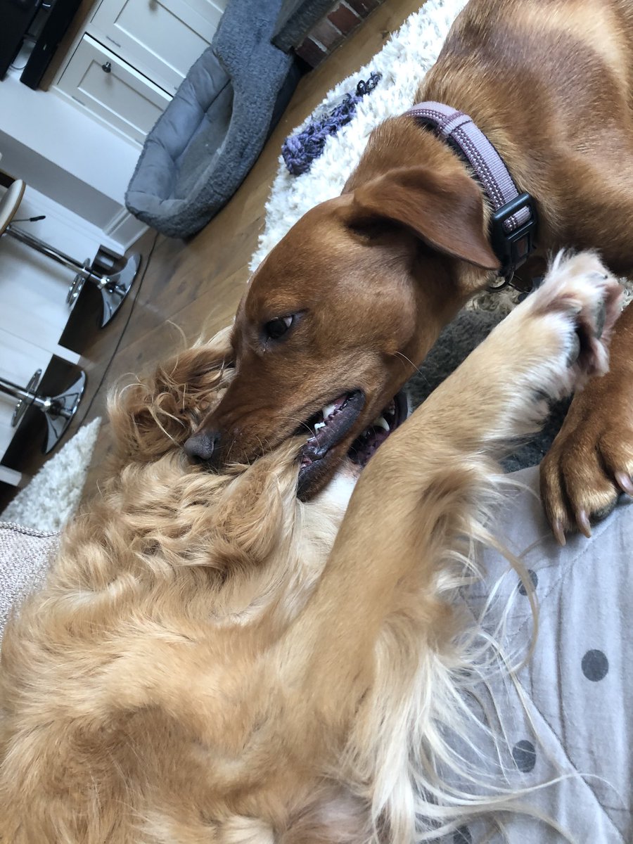 NWWoofers's tweet photo. It’s a good job I love me sister cos she uses me as a tug toy https://t.co/RtigwQkHrd
