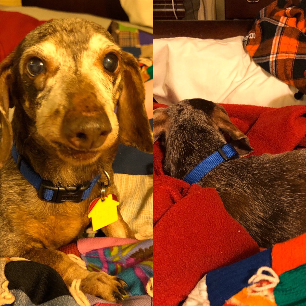 snarky_ginger1's tweet photo. He’s my emotional support dog.   He gets all emotional when we’re not together so I support him and put him in bed with me.  
#SpoiledNotSorry
@OzzyOzdogPrinceOfSnackness https://t.co/DjxYCQHmaR