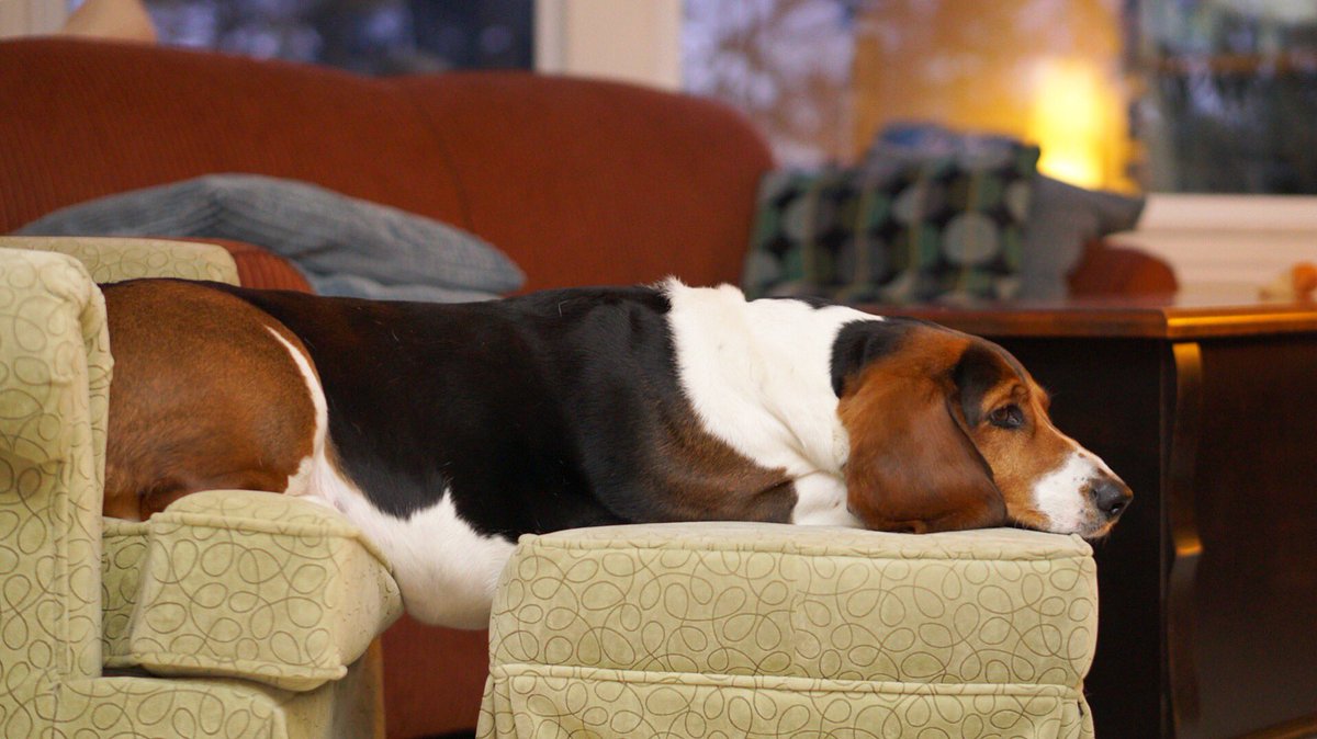 nikidavison's tweet photo. The countdown is on for #ReadTreat! A sweet seaside getaway for fans of #NSlit. I’ll be there to chat about books with @carolbruneau #authorevents. I booked a cottage so that my dog can come too. She likes to hang out. https://t.co/YWbKA5Q298