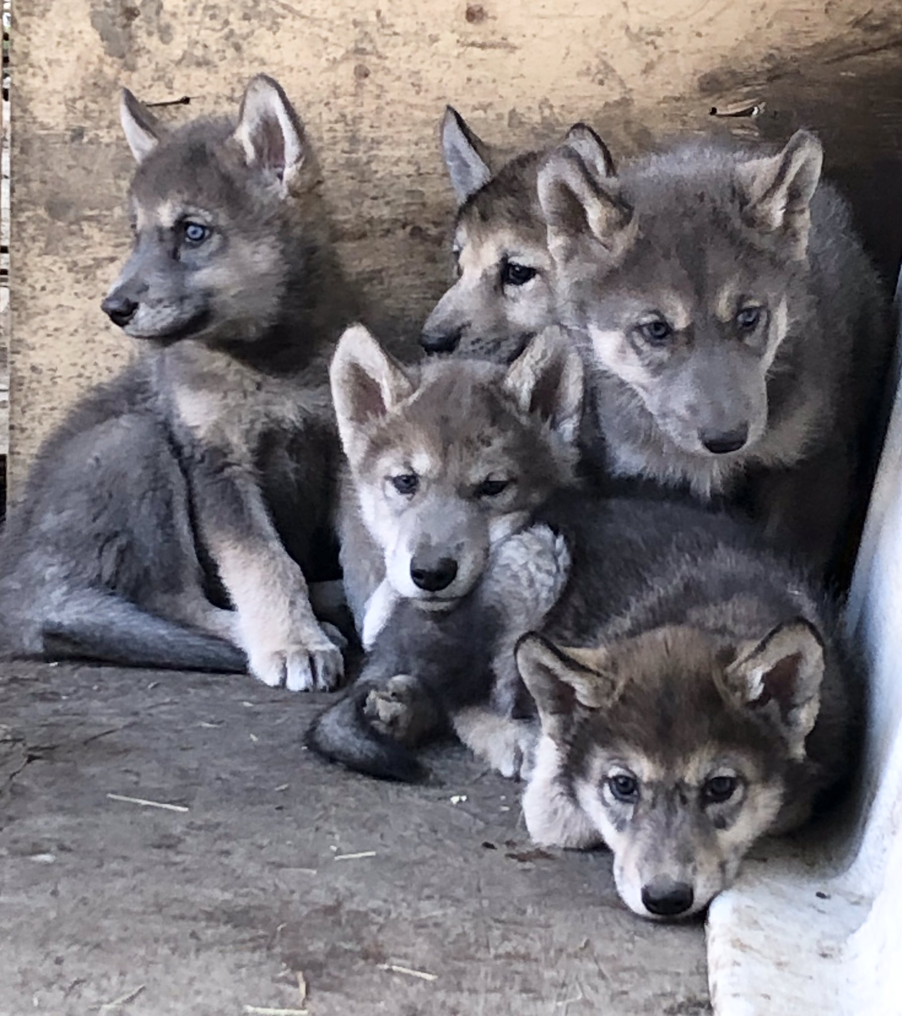 ウルフドッグ　狼犬　頭骨　上顎　頭蓋骨　オオカミ　イヌ ウルフドッグ 狼犬 頭骨 上顎 頭蓋骨 オオカミ イヌ - メルカリ