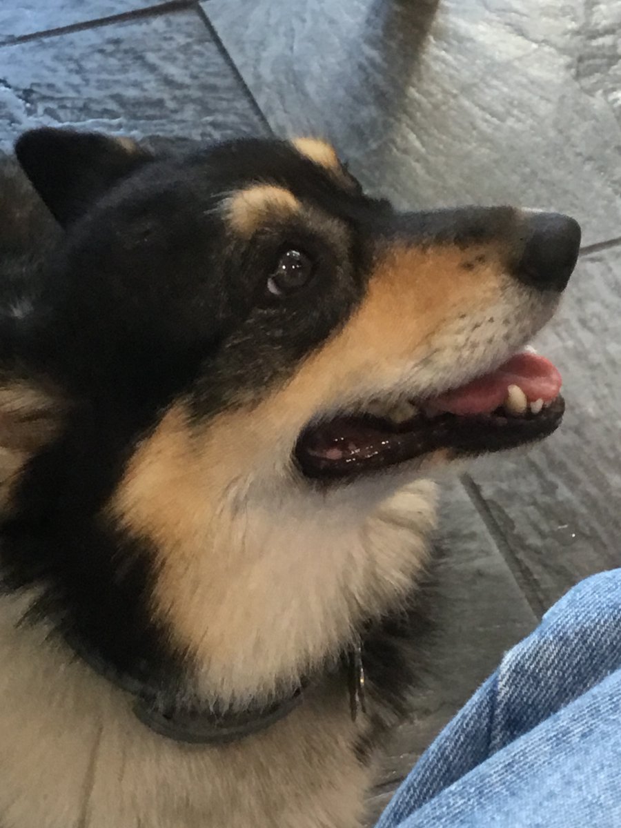 Molly, aka the Thing of Evil, listens eagerly as I read her the next chapter of WHEN BAD DOGS ATTACK GOOD PEOPLE. An old favorite.