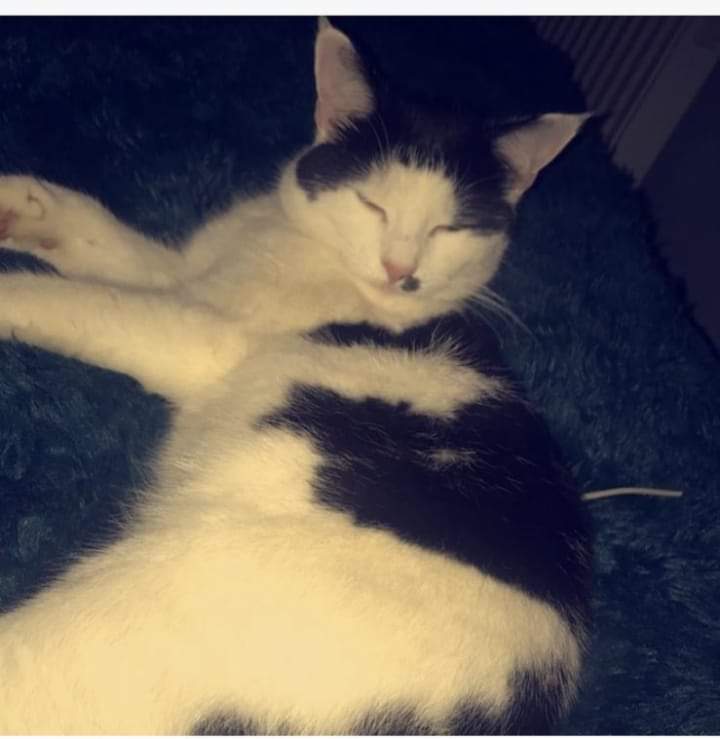 AlanDaffern's tweet photo. Chunky has been #Missing from the #Denganwy #Conwy #NorthWales #LL31 area, for nearly 7 weeks. Do you recognise him, perhaps you have been feeding or even taken Chunky into your household. If you have any information to his whereabouts call 07867-581-505.
#lostcat https://t.co/Ly8iRVLawr