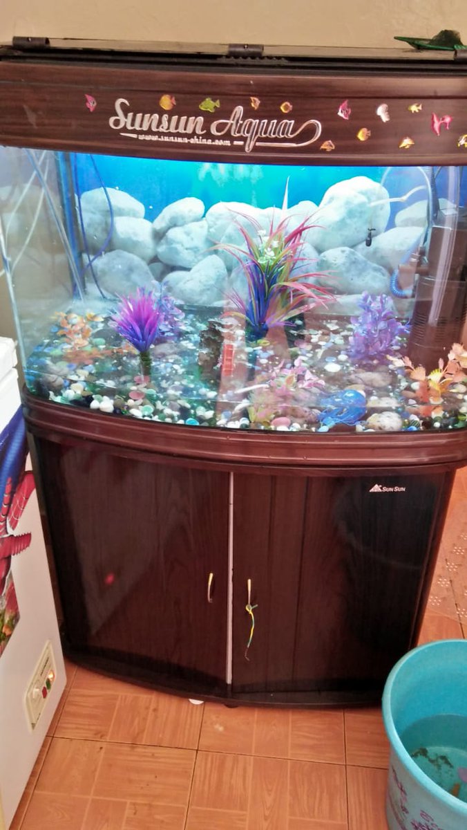 Nairobipethouse's tweet photo. #OurWork We build, install, refurbish, repair and maintain freshwater aquariums.

Conversational piece. Nature.

Let us do your space!
DM/Inbox or call us @ +254-788-346595 today! 

#NairobiPetHouse #freshwater #aquarium #maintenance #workspace https://t.co/AcOHEndfSh