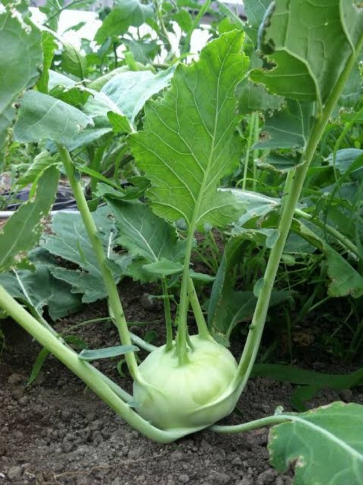 apoorvaranu's tweet photo. #Kohlrabi, also known as German Turnip - belongs to the cabbage family, is an excellent source of vitamin C and potassium.
#kohlrabi #healthcare #HealthyEating #HealthyLiving #cabbage #vitaminc #curebody #caretips #selflove #HealthTips #nutrition https://t.co/ghsYiqf17d
