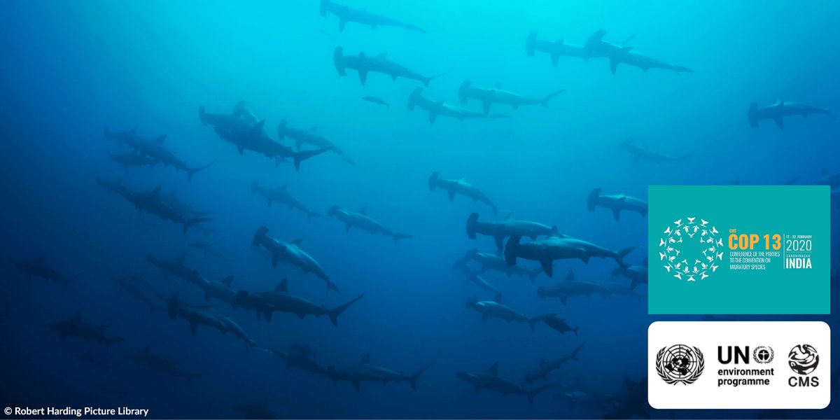 Convention on Migratory Species (CMS) tweet media