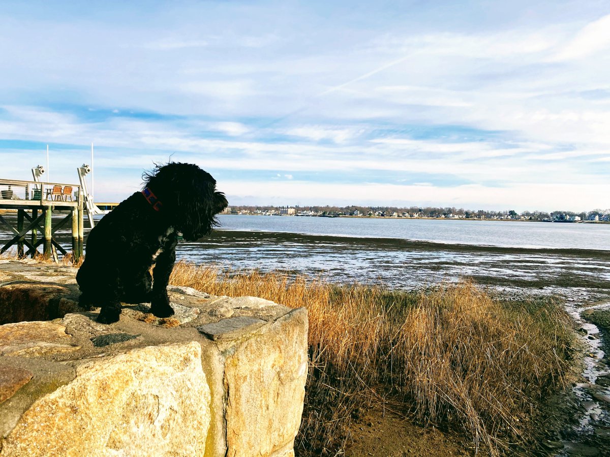 "Things to Learn from Your Dog "- Really enjoyed this post from a former #IBM colleague who became a friend - linkedin.com/in/jeremy-kowa…