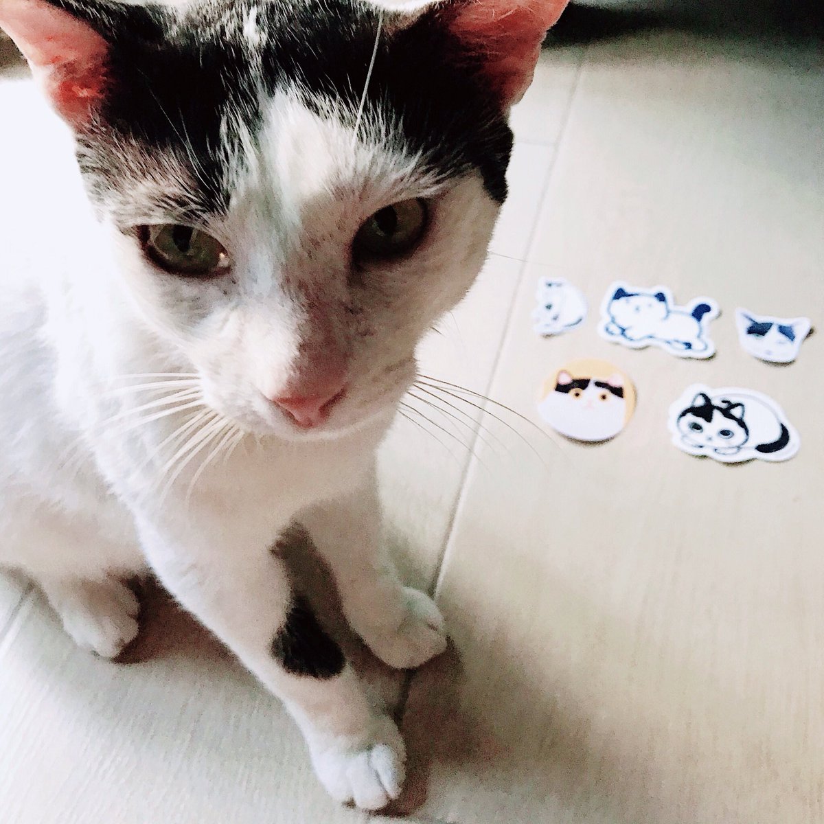 aydiosmioPH's tweet photo. Sorry sa inyo, pero nahanap ko na ang aking paboritong apo! 🐱 Alamin ang kwento ni Noisy sa IG ni Lola, at abangan ang mga limited edition Noisy stickers na ito from different artists, available sa #stickerconmnl. 🥰 https://t.co/hvw0QwtHkW