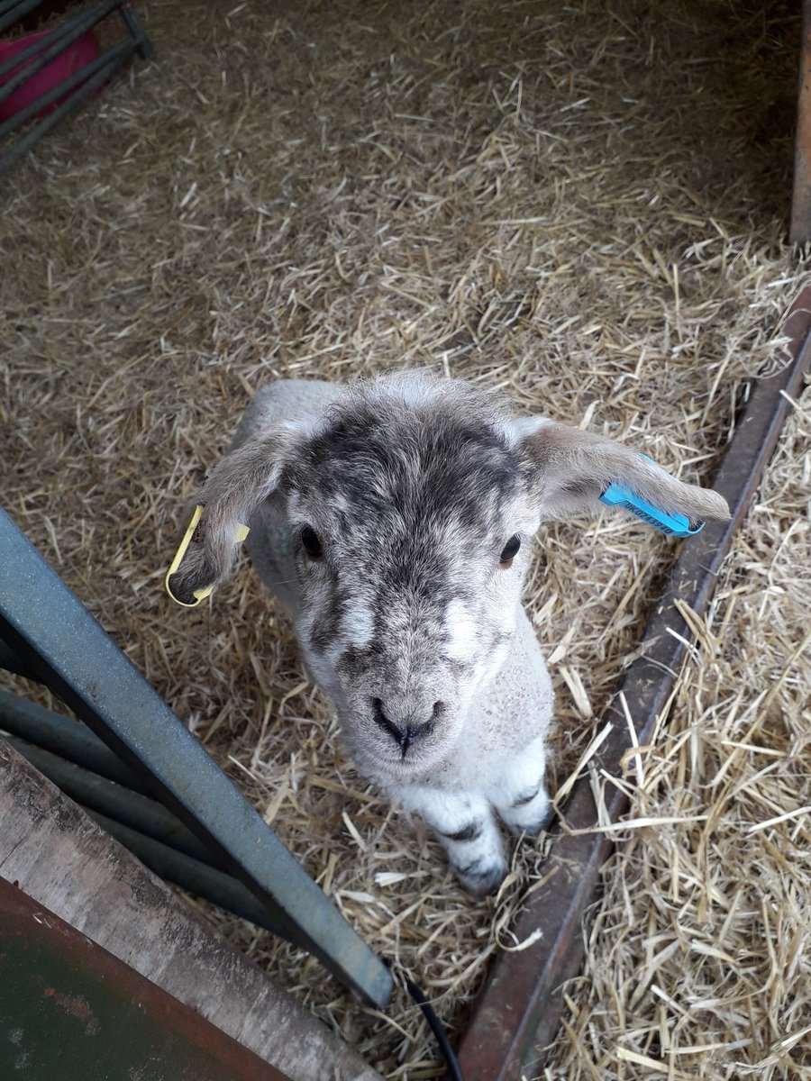 KellyPurr's tweet photo. Cade lamb time again 💖 #lambs #cadelambs #lambing #carefarming #farming #sheep365 https://t.co/ZeMAJ5nG3g