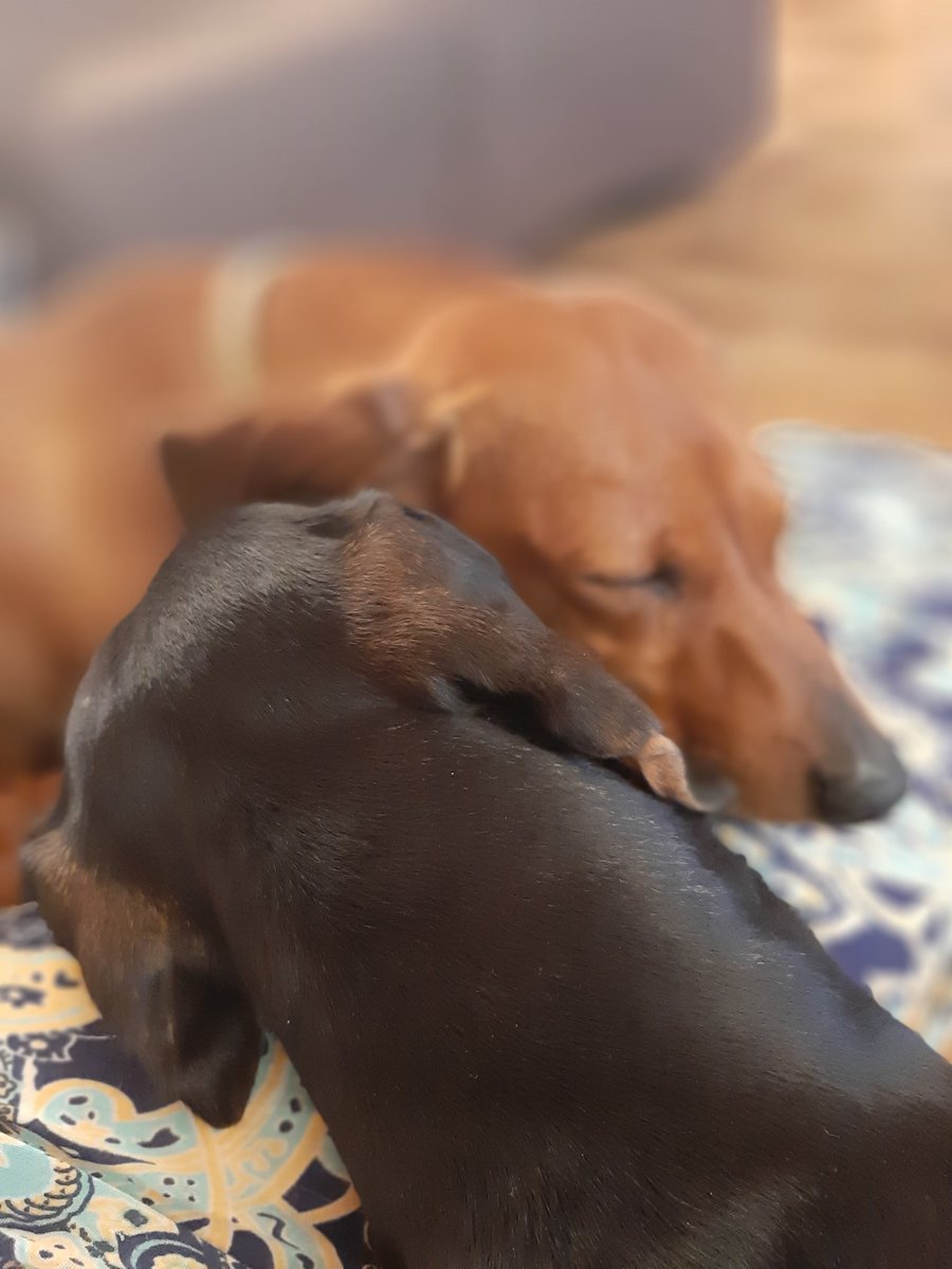 TamyP2's tweet photo. @NetflixLAT Yoko y canela https://t.co/hcBfukn9Dq