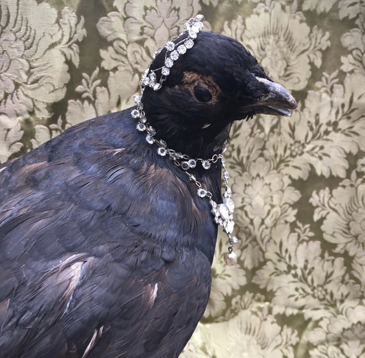 LisaMarieFranks's tweet photo. 🖤 Taxidermy Tuesday! 🖤
Who Knows What Bird This Is?
Part Of The Grouse Family I Am Guessing? She Can Be All Yours Including Her Bling Jewels For Just £65! #antiques #melkshamarcade
#taxidermytuesday #taxidermy #bling #jewels #diamanté #grouse #bird #capercaillie #stuffedbird https://t.co/sA9En5NKtr