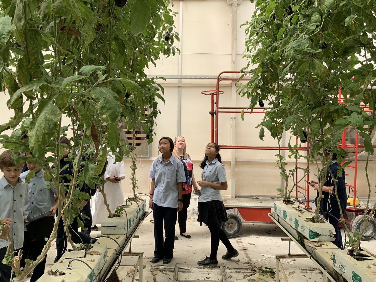 DCEcoSchool's tweet photo. Tomato and lettuce plants. All organically grown in specially modified greenhouses for the desert #FoodSustainability #EcoSchools #Agrico #AgricoQatar #Sdg12 https://t.co/GzFQYlWg5F