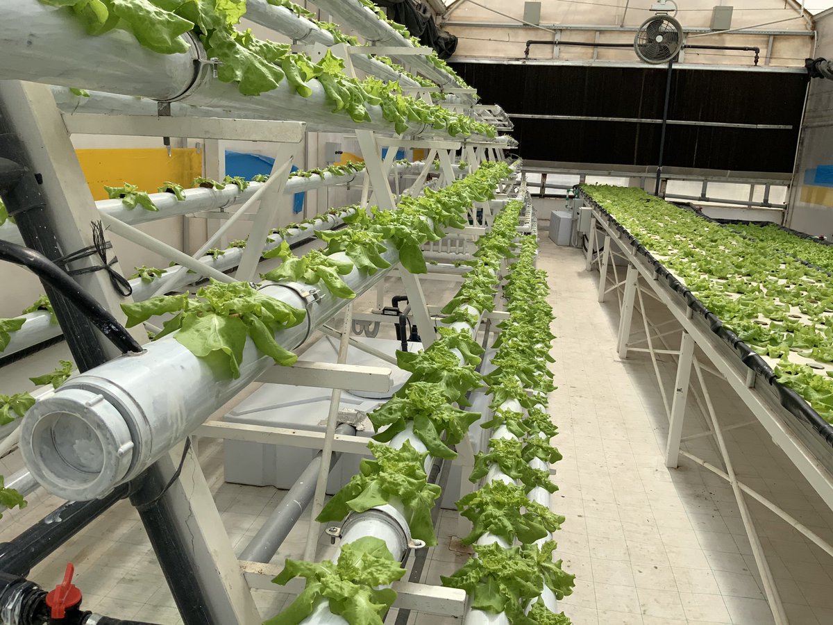 DCEcoSchool's tweet photo. Tomato and lettuce plants. All organically grown in specially modified greenhouses for the desert #FoodSustainability #EcoSchools #Agrico #AgricoQatar #Sdg12 https://t.co/GzFQYlWg5F