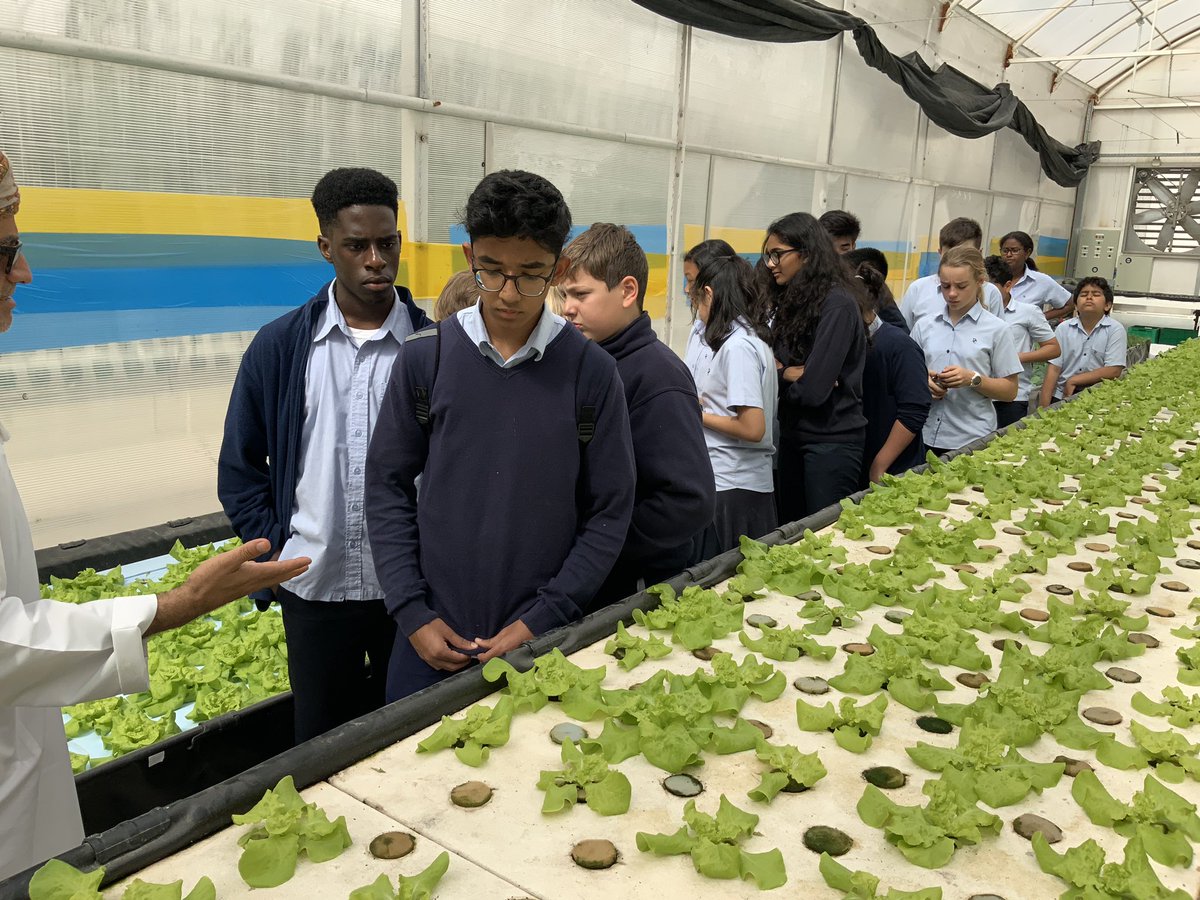 DCEcoSchool's tweet photo. Tomato and lettuce plants. All organically grown in specially modified greenhouses for the desert #FoodSustainability #EcoSchools #Agrico #AgricoQatar #Sdg12 https://t.co/GzFQYlWg5F