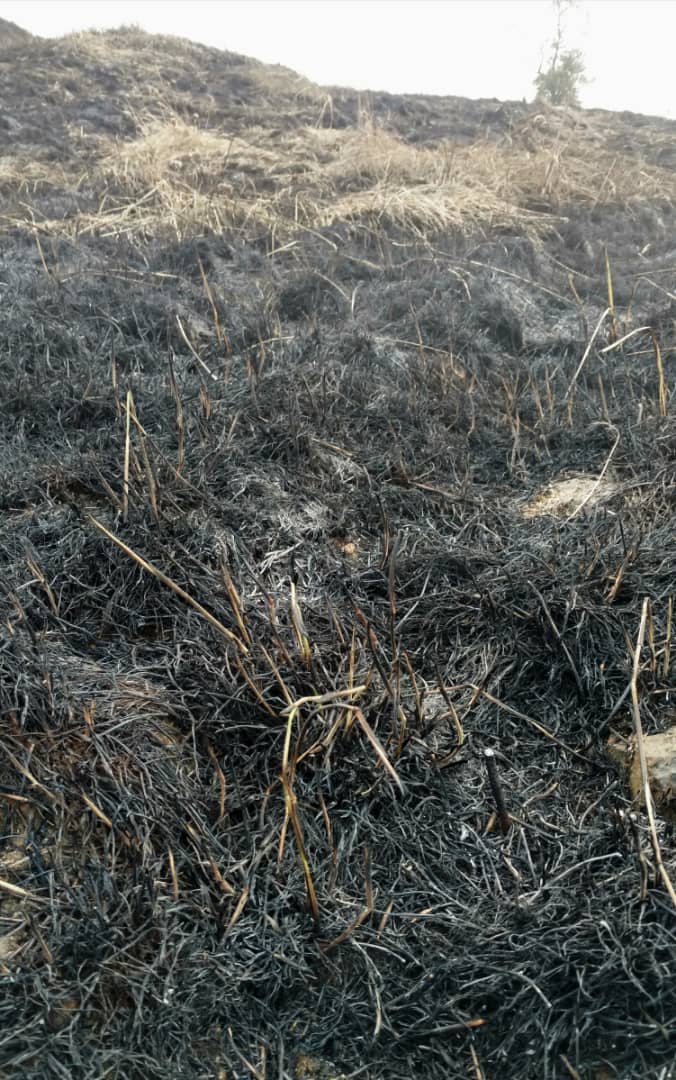 TerryReporta's tweet photo. 📣 #ParqueNacionalJuanPabloPeñaloza 370 hectáreas fueron consumidas por un incendio forestal que se salió de control en la madrugada, la causa fue por una cuerda de alta tensión por fuertes vientos, guarda parques Merida, Tachira y voluntarios se encuentra en el lugar. https://t.co/qKTVplALAb