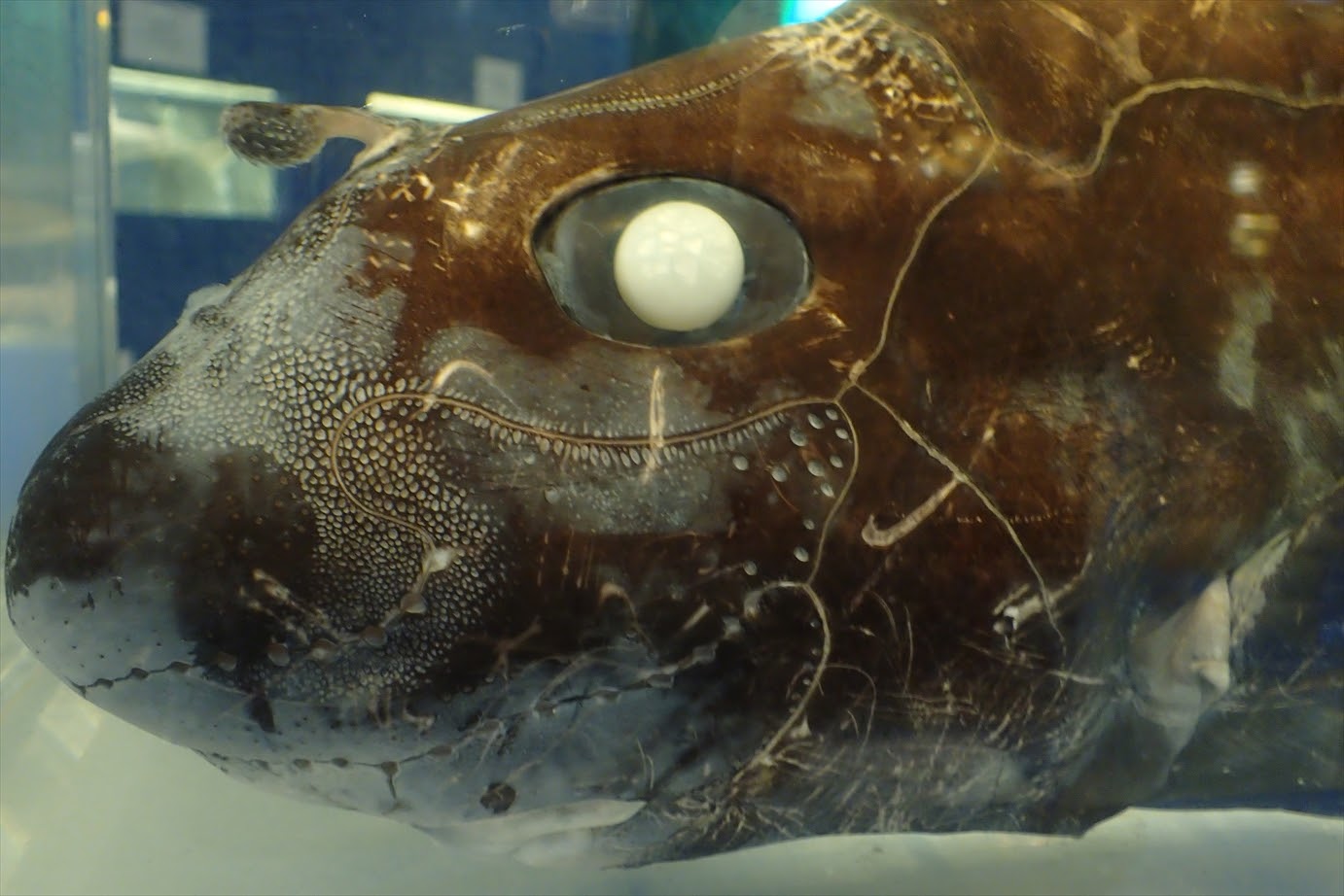 John P Friel Ph D Sternarchella While Looking For More Details On The Cephalic Clasper Tentacula Of Male Chimeras I Learned They Also Have Retractable Pre Pelvic Tentacula Ppt In Front Of Their