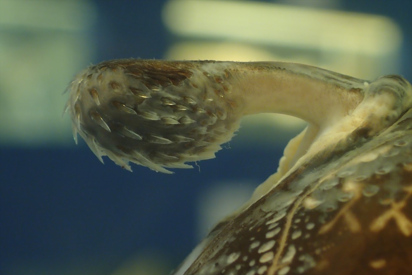 John P Friel Ph D Predictivehext Sternarchella The Cephalic Clasper Of The Male Chimaera Collei Is A Cartilaginous Rod Equipped With Denticles And Presumably Used To Grasp The Female During Copulation