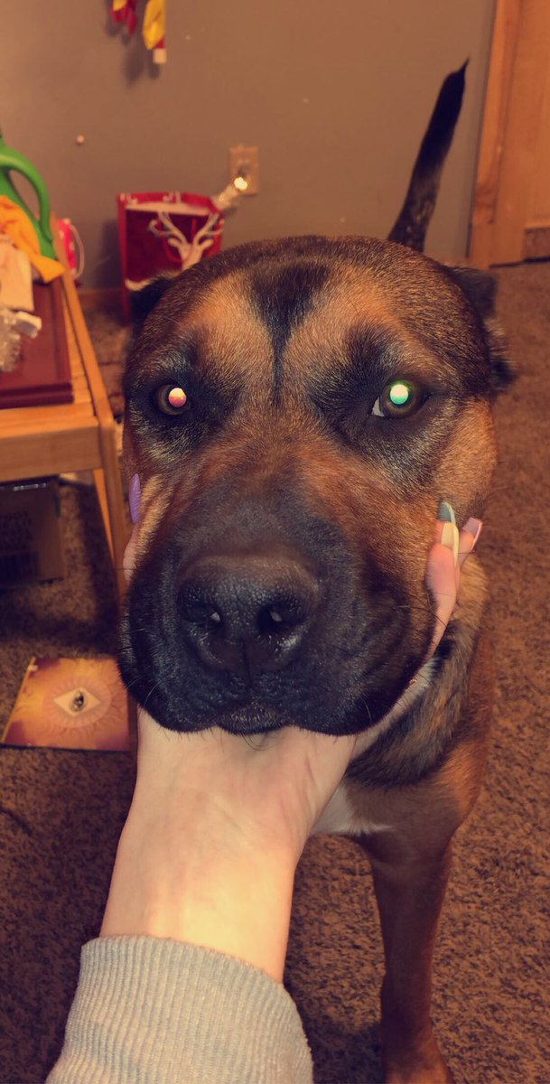 kenzieslav's tweet photo. PLEASE RETWEET THIS.. MY BABYGIRL IS MISSING.. Her name is Kahlua Blue, she’s about 75 lbs, rott/shepherd and is very friendly. She was hit on route 19 last night around 7:30 and has been missing ever since. If anyone sees her or hears anything about her please contact me ASAP. https://t.co/lSgMVnzddL