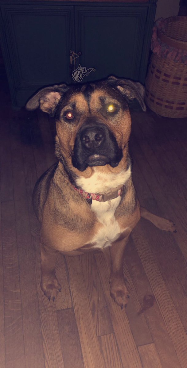 kenzieslav's tweet photo. PLEASE RETWEET THIS.. MY BABYGIRL IS MISSING.. Her name is Kahlua Blue, she’s about 75 lbs, rott/shepherd and is very friendly. She was hit on route 19 last night around 7:30 and has been missing ever since. If anyone sees her or hears anything about her please contact me ASAP. https://t.co/lSgMVnzddL