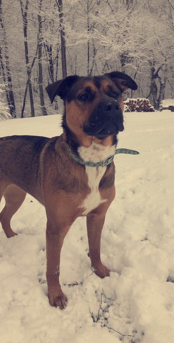 kenzieslav's tweet photo. PLEASE RETWEET THIS.. MY BABYGIRL IS MISSING.. Her name is Kahlua Blue, she’s about 75 lbs, rott/shepherd and is very friendly. She was hit on route 19 last night around 7:30 and has been missing ever since. If anyone sees her or hears anything about her please contact me ASAP. https://t.co/lSgMVnzddL