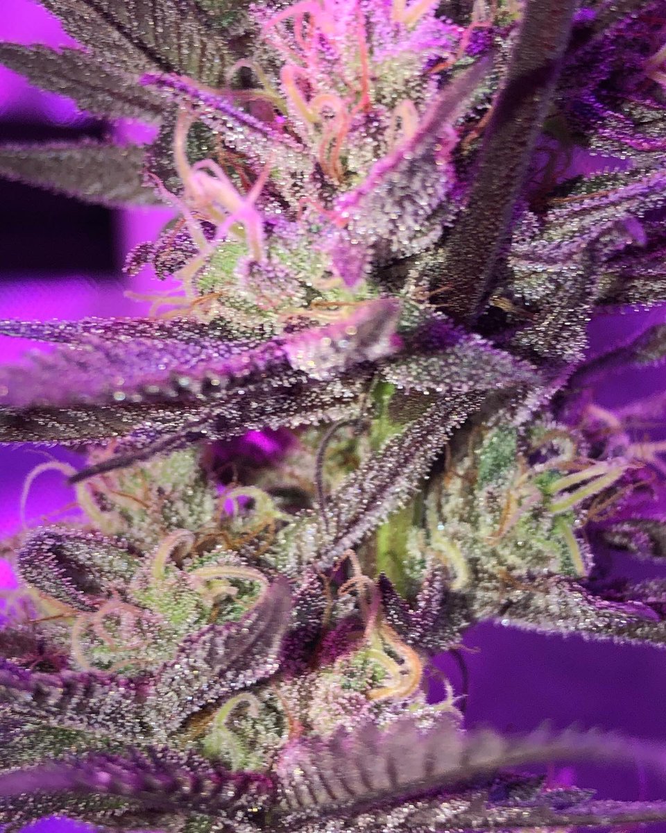 Umbra_TheMonk's tweet photo. Smells like Blueberrys and pine ππ #SpaceManGenetics https://t.co/0VsUYyyh2X