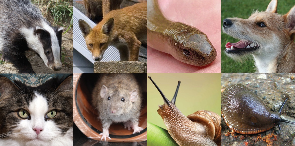 britpestcontrol's tweet photo. 🦌 FLASHBACK: What happens when your survey shows evidence of rats, badgers, deer, foxes and even slowworms? Urban Wildlife's popular feature in #PPC88 Read: https://t.co/A8s1IyhvIf 
P.S. you can also hear them speak at the BPCA Midlands Forum! #PestEvents https://t.co/UWTOGKwiDC