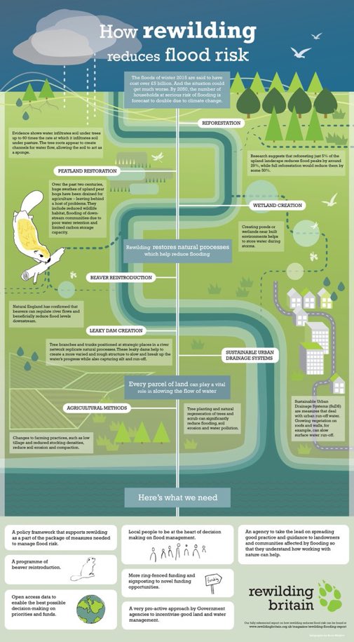 LGSpace's tweet photo. Wetland creation, reforestation, peatland restoration, beaver reintroduction and more - see at a glance how rewilding can reduce flood risk with this neat infographic from @RewildingB 
#ClimateAction #flooding #nature https://t.co/SiQGoquVsl