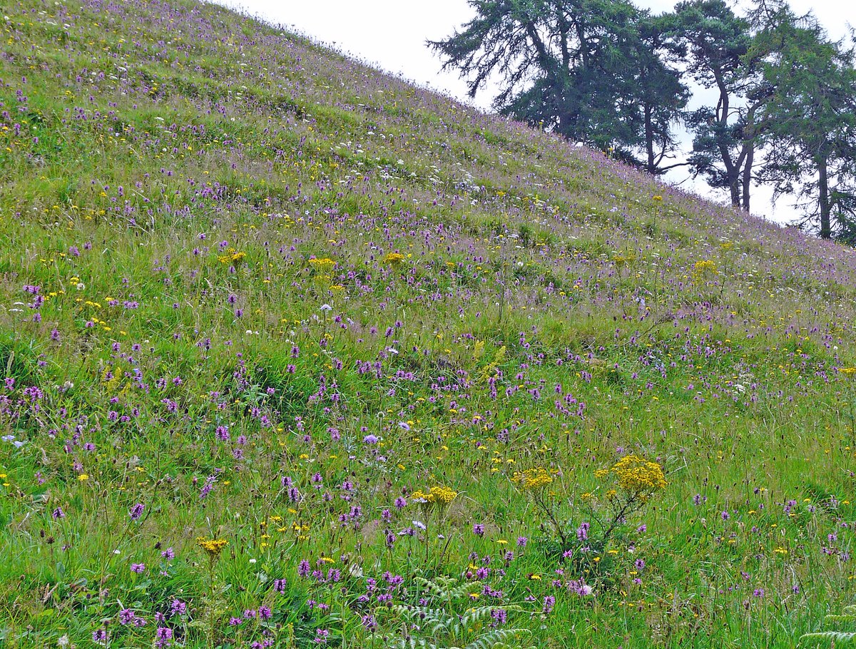 Wild Lakeland tweet media