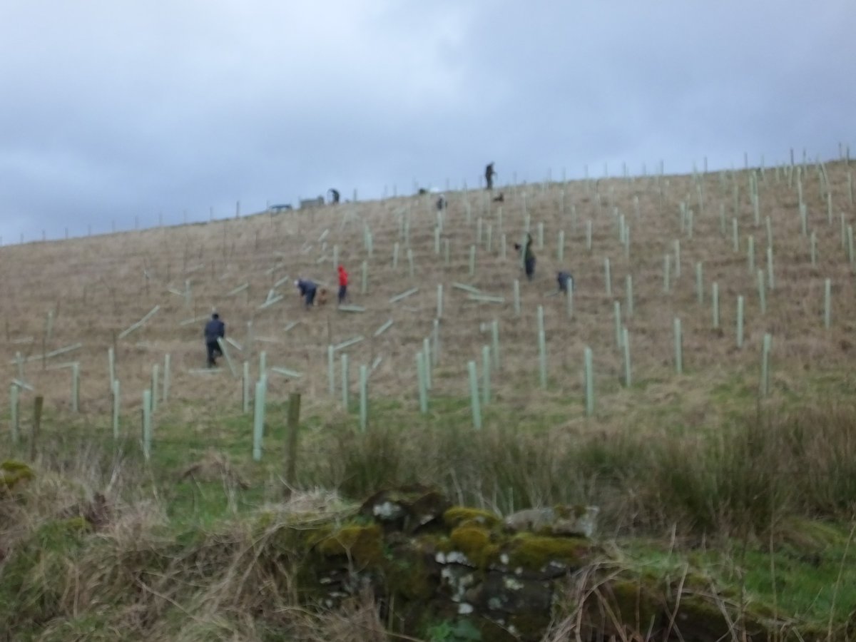 Tree planting is important, but it must not destroy much rarer, valuable habitats. This wildflower-rich grassland in Cumbria has been planted without thought to the Butterfly Orchids, Betony, Scabious, Restharrow, Harebell and assoc'd biodiversity. 
Please RT to raise awareness!