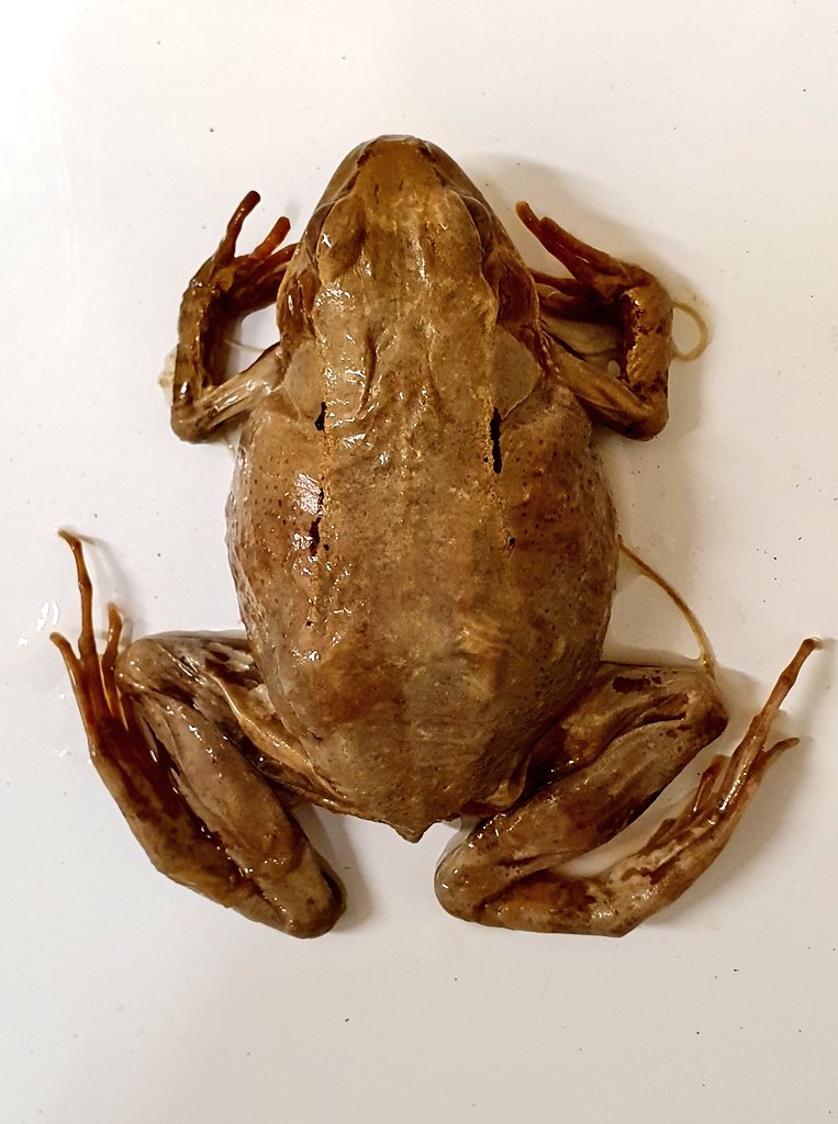 PaoloViscardi's tweet photo. These pictures are of the same frog specimen. I took one of them today. Guess which one? https://t.co/wnkvwkW8tP