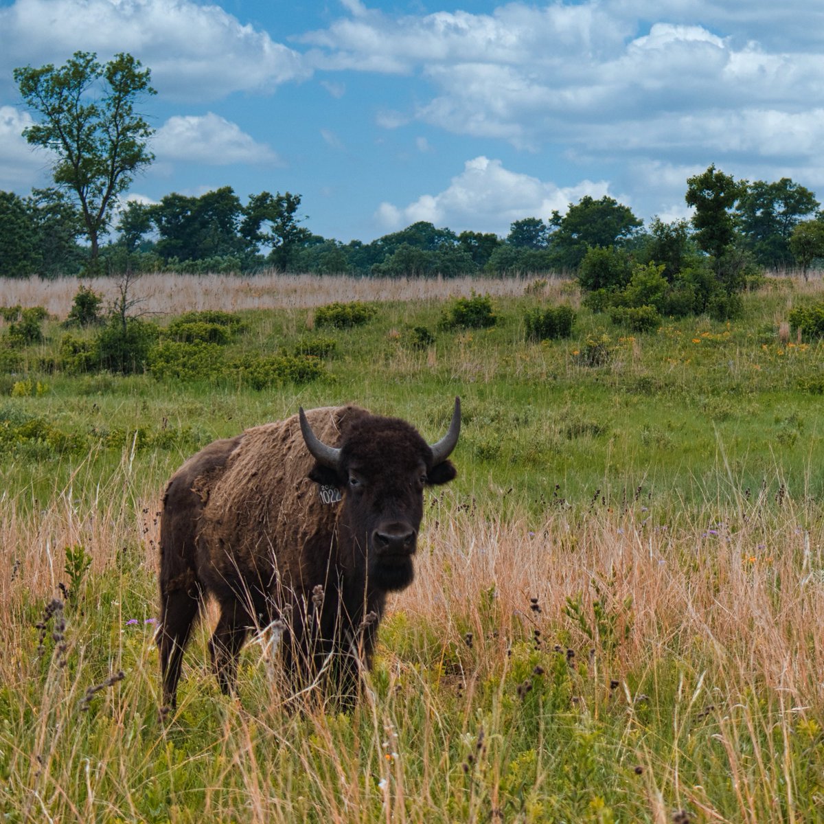 Our research on bison grazing, fire, and oak savannas <a href="/CedarCreekESR/">Cedar Creek ESR</a> was recently featured on <a href="/PS_Pioneer/">Prairie Sportsman</a> and aired on <a href="/PBS/">PBS</a>. You can watch the clip here: video.pioneer.org/video/bison-sa…
<a href="/umncbs/">UMN CBS</a> <a href="/UMNresearch/">U of M Research</a> <a href="/mnenrtf/">MN ENRTF</a> <a href="/USLTER/">US LTER</a>