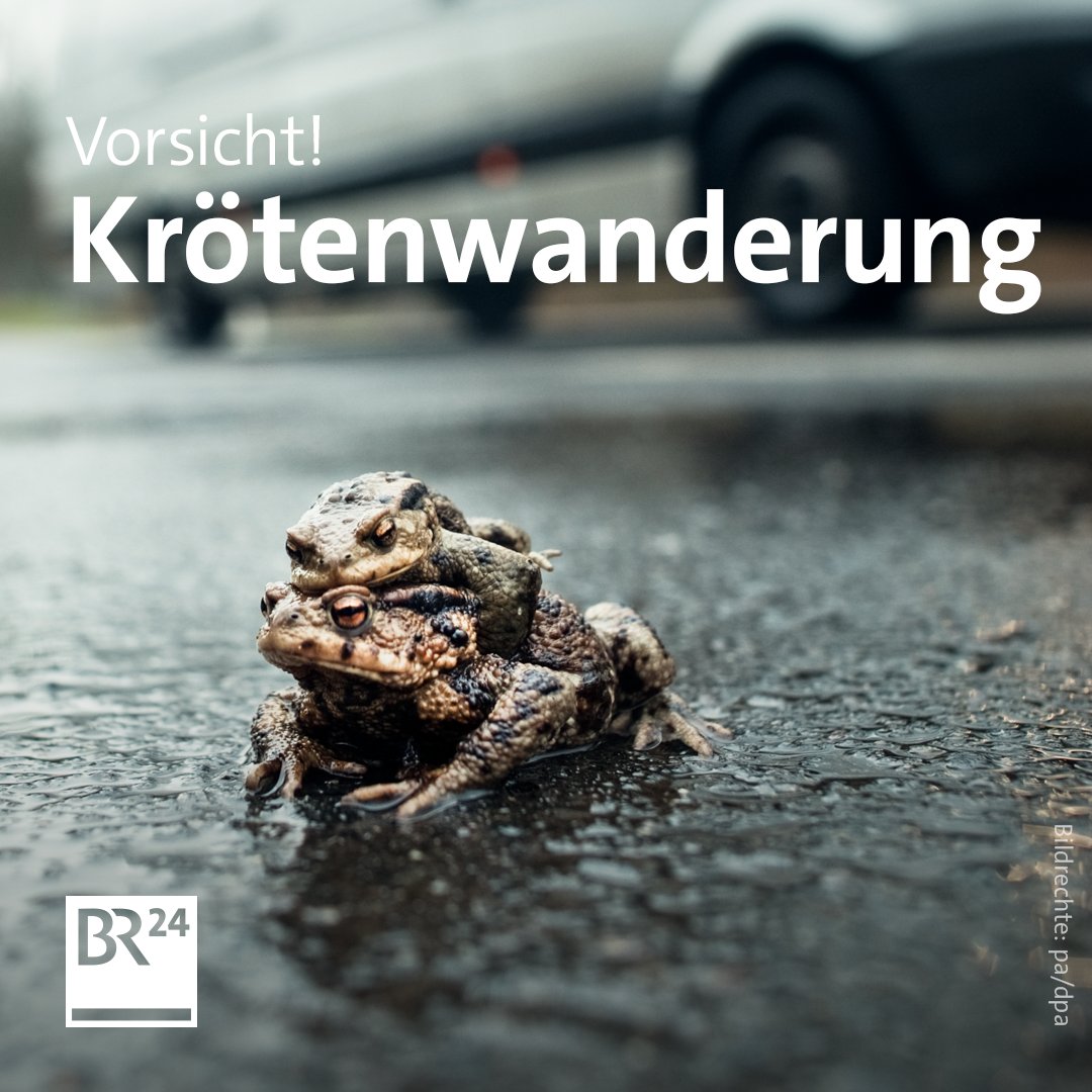 BR24's tweet photo. 🐸🐸🐸 Weil der #Winter so mild ist, sind schon jetzt die ersten #Kröten, #Frösche und #Lurche unterwegs zu ihren Laichplätzen. Der @bundnaturschutz bittet deshalb Autofahrer um erhöhte Aufmerksamkeit. https://t.co/r5DEgU8eZi