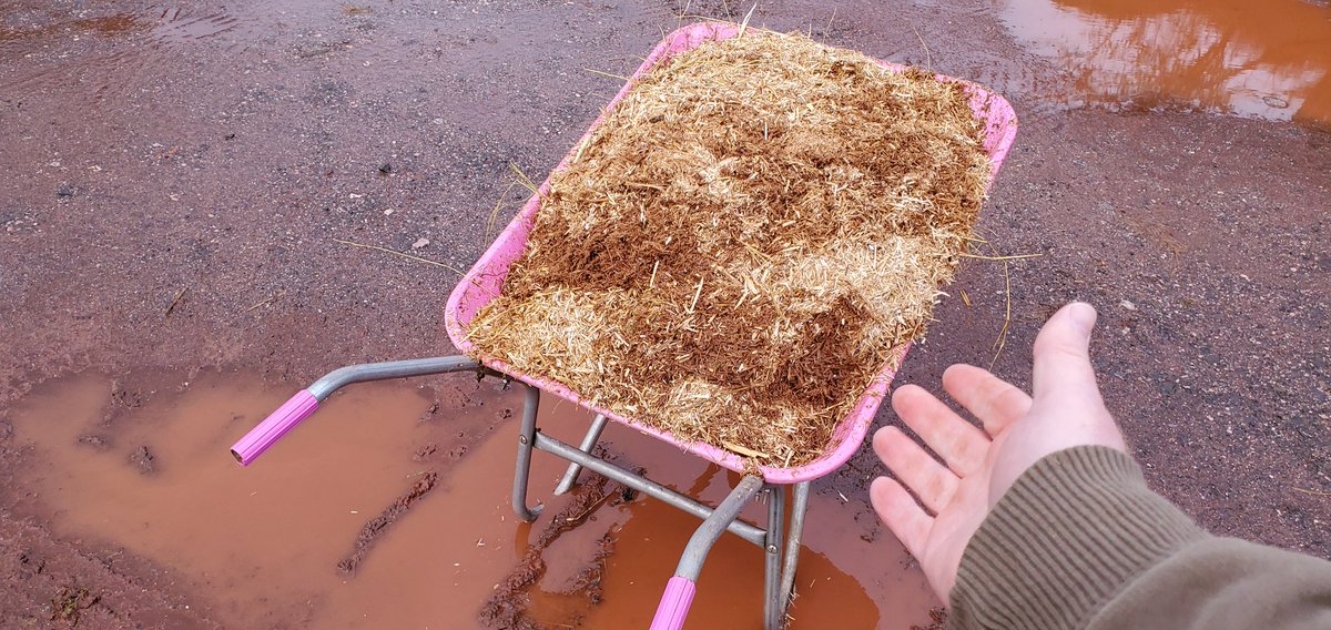 mototingle's tweet image. Today I have my Katie Price designer wheel barrow for mucking out. #devons #most #dapper #stable #boy