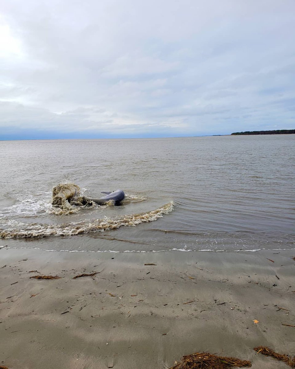 Seabrook_SC's tweet photo. Did you know dolphins can swim over 20mph?! 🐬 These marine mammals can gain speed and launch themselves out of the water, particularly when strand feeding!

📸 @batmangiulli https://t.co/CCnfY6yvIS