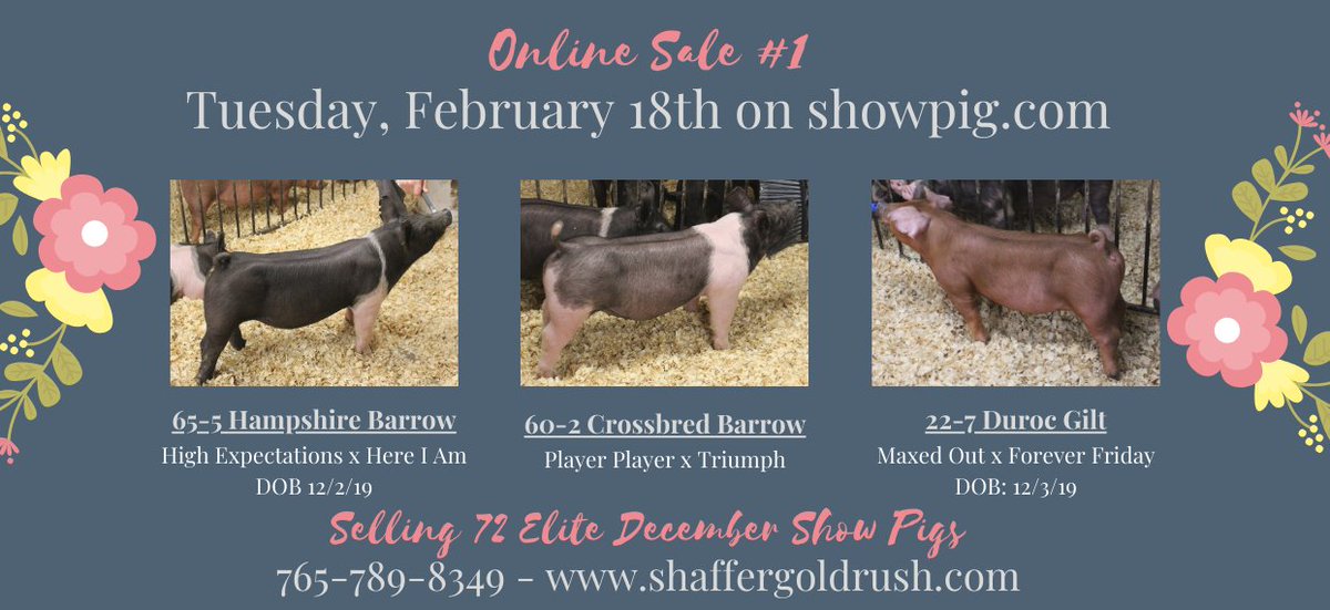 ShafferGoldrush's tweet photo. First Online Sale of the Year starts at 5 pm EST tonight!  We are offering up 72 Elite barrows and gilts perfect for summer shows!  
Link to sale: https://t.co/YvJuBZCcUq https://t.co/q4KSBi50yH