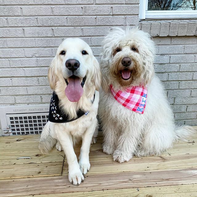 KirkTheFloof's tweet photo. It almost looks like we nailed this photo on the first try! 🤣 https://t.co/CXByJdtlGN https://t.co/ZFOdStLH1b