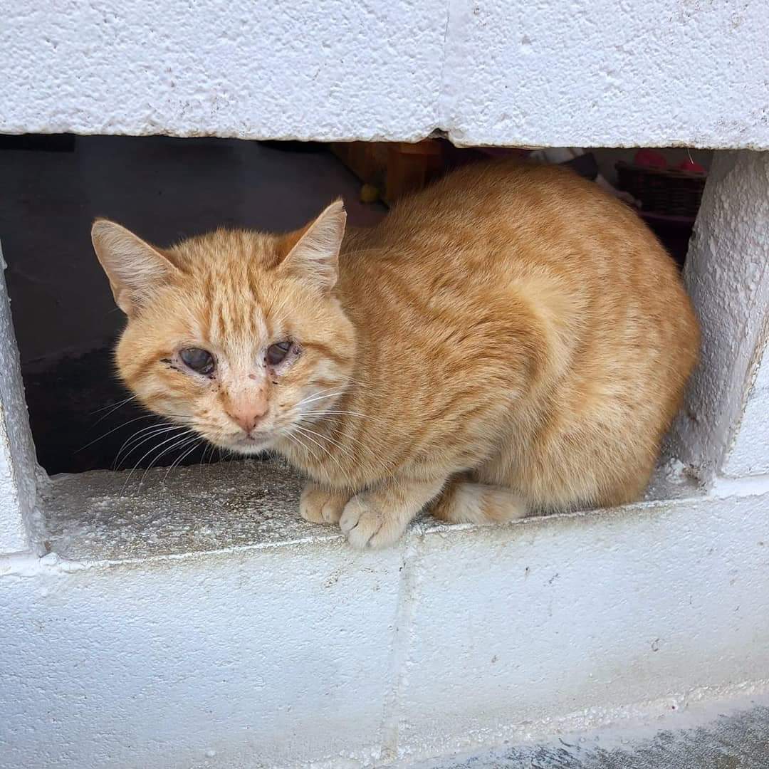 voluntacaad's tweet photo. S.O.S.
Fara unes dues setmanes ens van portar un gat en males condicions, el varen trobar a Vilanova molt desorientat i ferit...es en LEGOLAS...es un gat feral que ademes es ceg!!!!
#catrescue #catlovers #gats #gatos #penedes #garraf #voluntacaad
#FemXarxa #soscats
#vilafranca https://t.co/cuQ8AmvO3M