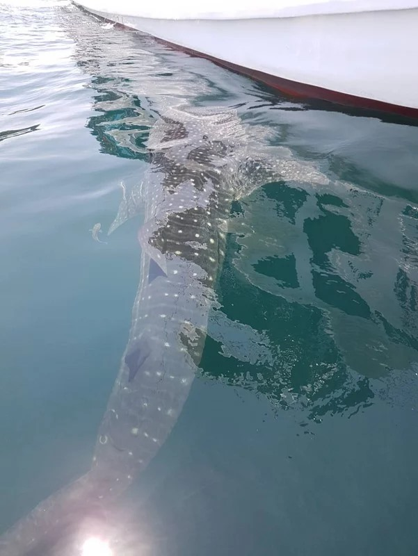SEAFARERDIVERS's tweet photo. NATIONAL PARK CHIEF URGES CARE, CAUTION NEAR WHALE SHARK SPOTTED OFF LANTA
The chief of the Mu Koh Lanta National Park in Krabi has urged all divers, tourists and boat operators to exercise caution if approaching a whale shark spotted in the area.
https://t.co/XfalghpNnA https://t.co/zmRSQR6KiN