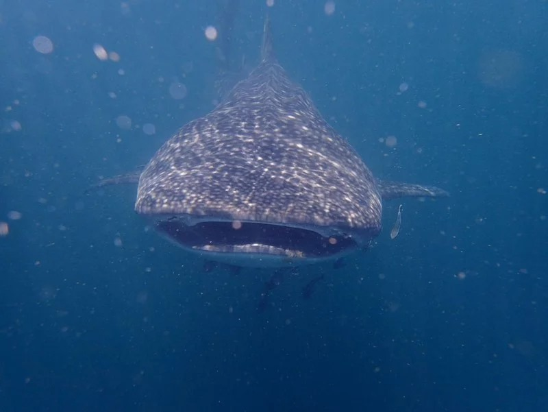 SEAFARERDIVERS's tweet photo. NATIONAL PARK CHIEF URGES CARE, CAUTION NEAR WHALE SHARK SPOTTED OFF LANTA
The chief of the Mu Koh Lanta National Park in Krabi has urged all divers, tourists and boat operators to exercise caution if approaching a whale shark spotted in the area.
https://t.co/XfalghpNnA https://t.co/zmRSQR6KiN
