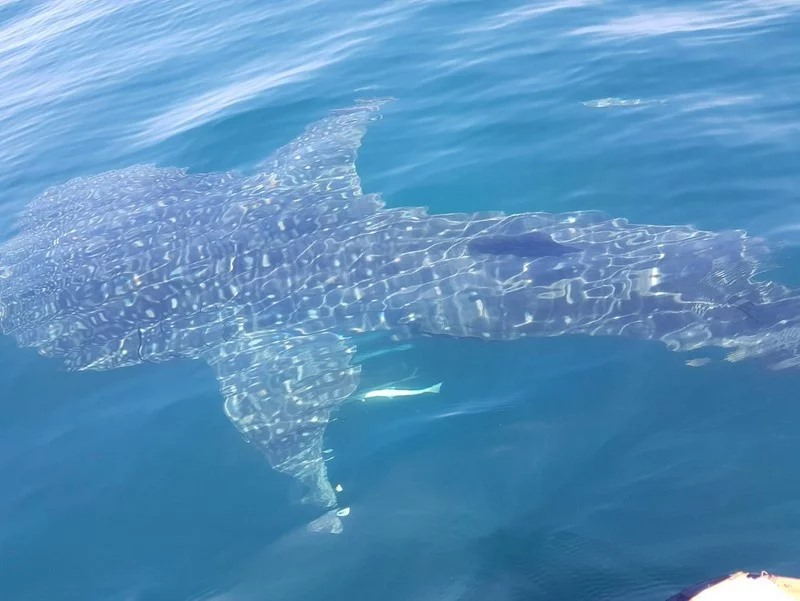 SEAFARERDIVERS's tweet photo. NATIONAL PARK CHIEF URGES CARE, CAUTION NEAR WHALE SHARK SPOTTED OFF LANTA
The chief of the Mu Koh Lanta National Park in Krabi has urged all divers, tourists and boat operators to exercise caution if approaching a whale shark spotted in the area.
https://t.co/XfalghpNnA https://t.co/zmRSQR6KiN