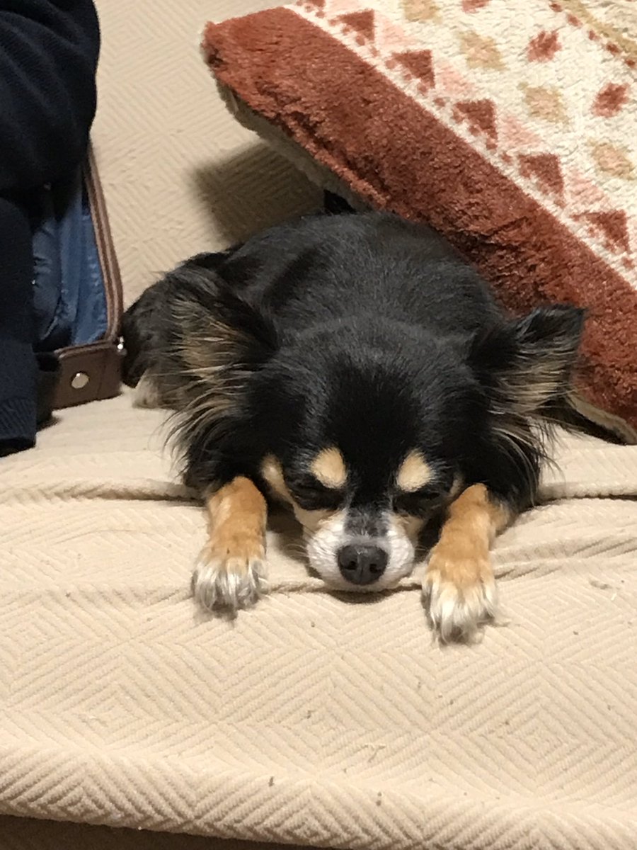 うめちゃん🐾チワワ (@konsai0121) / Posts / X