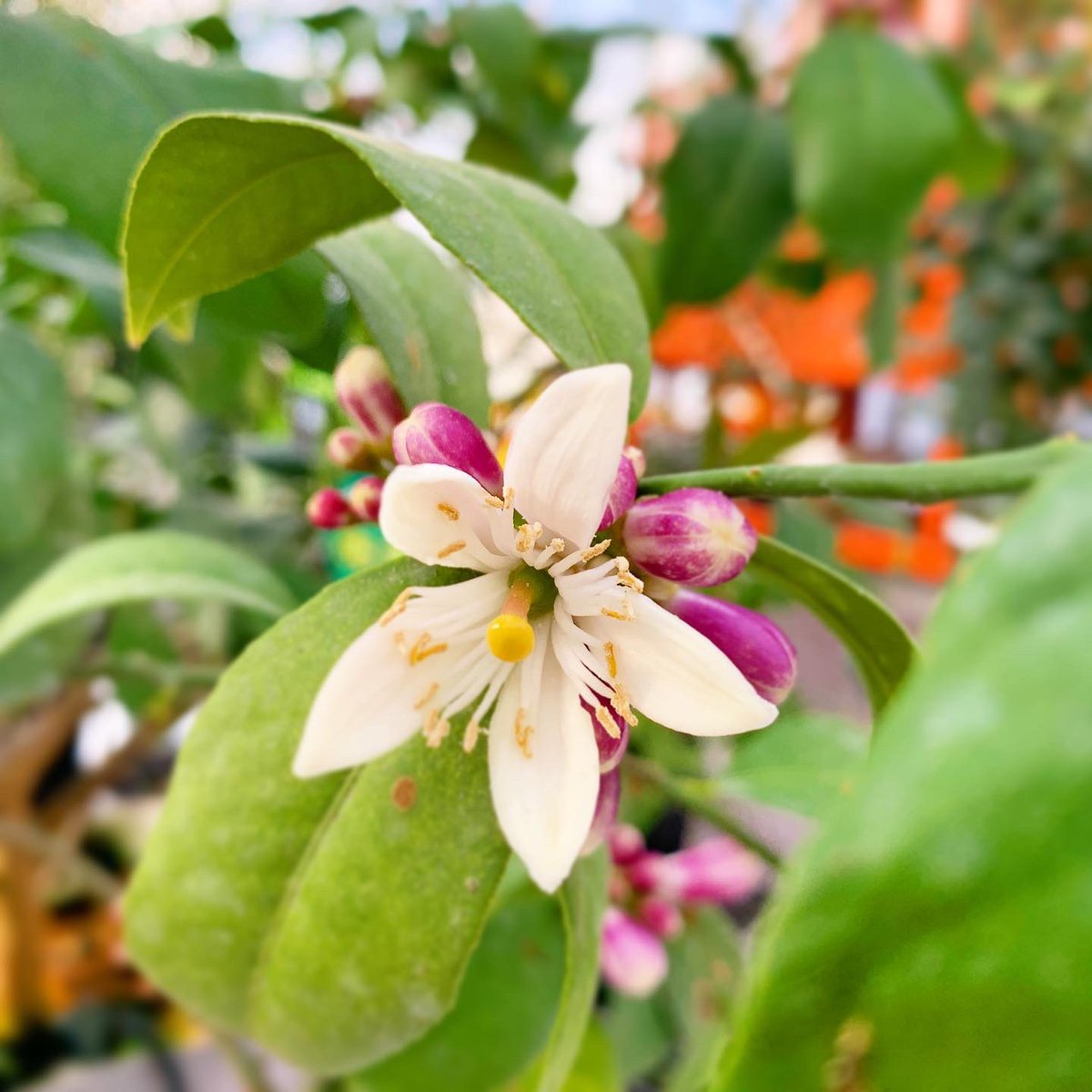 せきね農園 בטוויטר ライムの花が咲き始めました 今年もたくさん咲きそうです その他の柑橘系の樹にも段々と蕾が見えてきました 2枚目 グレープフルーツ ルビー 3枚目グレープフルーツ マーシュ 4枚目スウィーティー そろそろ収穫の頃合いでしょうか 大きいもの