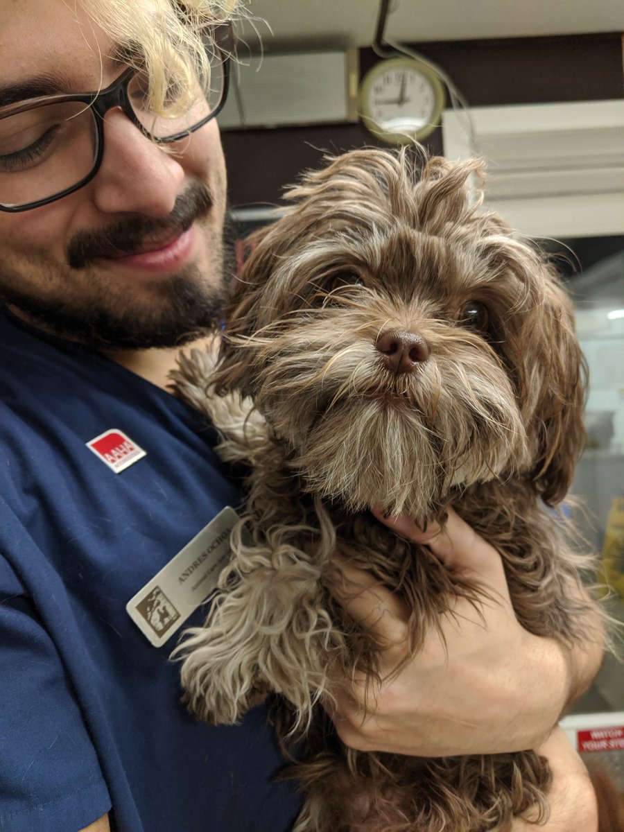 BFVCInpatient's tweet photo. Kodi Bear is here for his big day 💙 https://t.co/ttA5dAkoJD