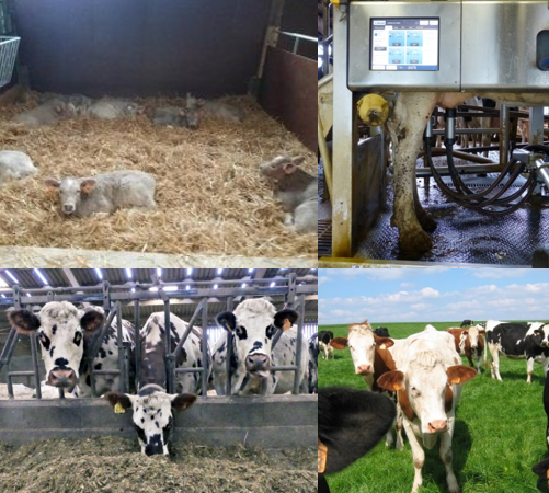 B_Rouille's tweet photo. [#newsletter #farmxp]
🥩troupeau laitier #Mauron, vêlage 2 ans bovins viande #Jalogny, temps dépose robot de traite #Derval, produire du lait #bio en hiver #Trévarez, #COUPROD #LaBlancheMaison
@InstitutElevage @ChambagriPdL @ChambagriBzh @Agri_Normandie
▶️https://t.co/3T02zn0vIA https://t.co/SePN9dejxy