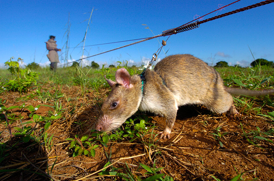 claudiawultsch's tweet image. Rats sniff out landmines and diseases 🐀🐀🐀

Rapidly training African giant pouched rats with multiple targets for #scentdetection 
#yearoftherat 📷: @HeroRATs 

sciencedirect.com/science/articl…