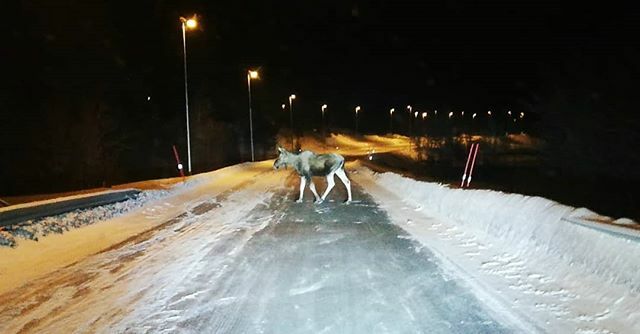 16th of February. As it often happens we found clear skies despite a cloudy forecast. Yet no Aurora made an appearance. Lady Moose, however, accompanied us on the way back home. #tromso #moose #wildlife #arctic ift.tt/38DqS15