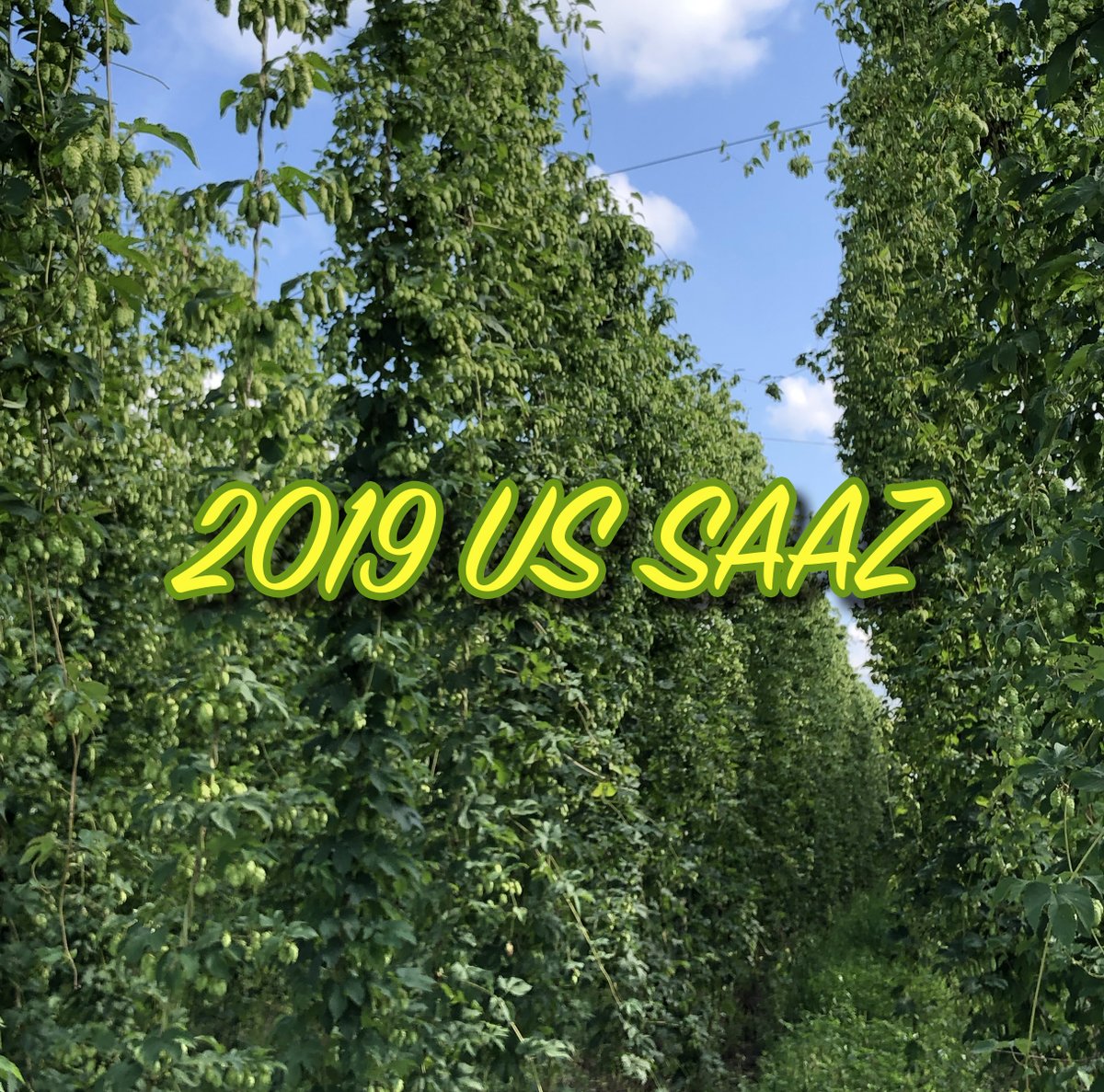 This week's featured hop is US SAAZ! This variety, unlike its Czechoslovakian counterpart, imparts less spice and more herbal and floral notes. Checking in at a slightly higher Alpha of 7%, she's perfect for lagers, Bitters, gold/cream ales and even big stouts or porters! 🌿🌼🌷
