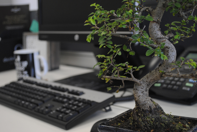 Achieve Zen this Winter with a Bonsai Plant. This Japanese plant will help your most stressful hours just a little bit better. #Bonsai #Officeplant #Zen