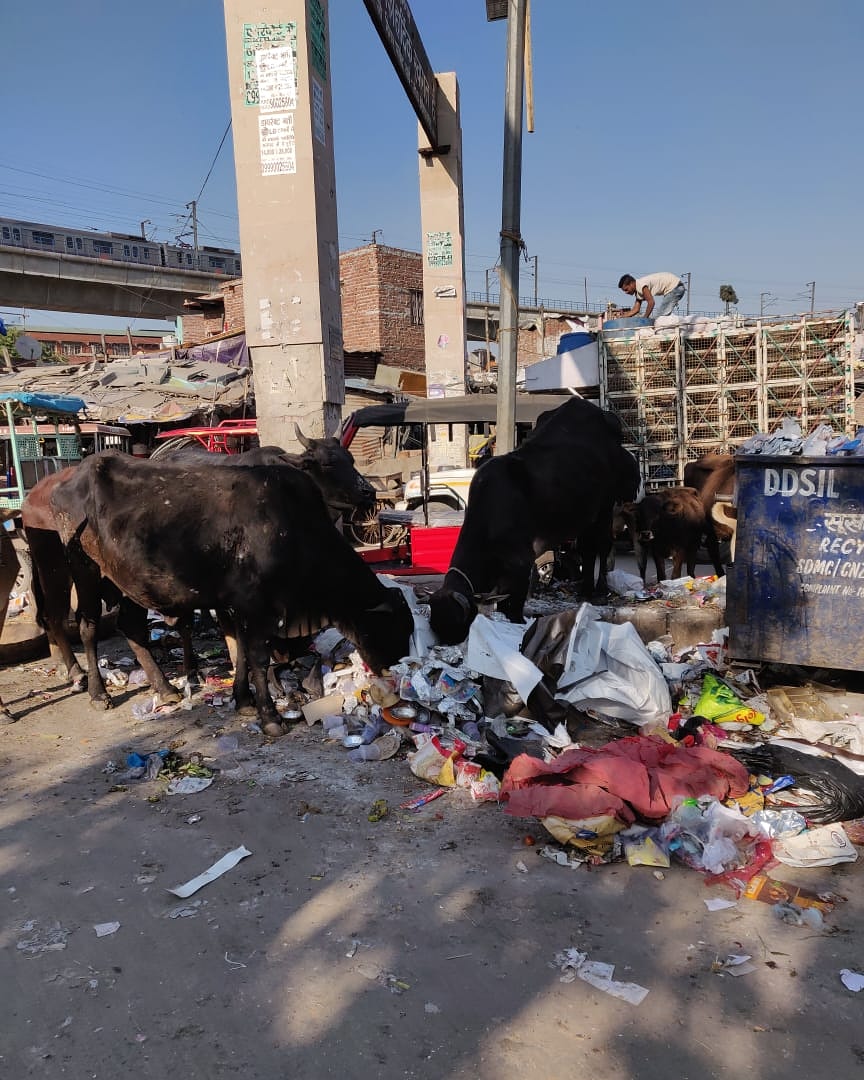 UnwrapE's tweet photo. Cow is worshiped as a Goddess in Hinduism, but this image of cows feeding on #plasticwaste is not uncommon to our eyes.
More than 1000 cows die of blockages in stomach due to plastic each year.
Save the cows. Save the ecosystem.
#singleuseplastic #plasticpollution https://t.co/kittT1xKrl