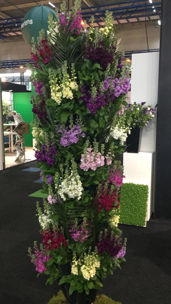 Wauw ! 8 Kleuren Violieren Powered bij Florensis en Erik vd Hoeven Violieren. violieren.nl